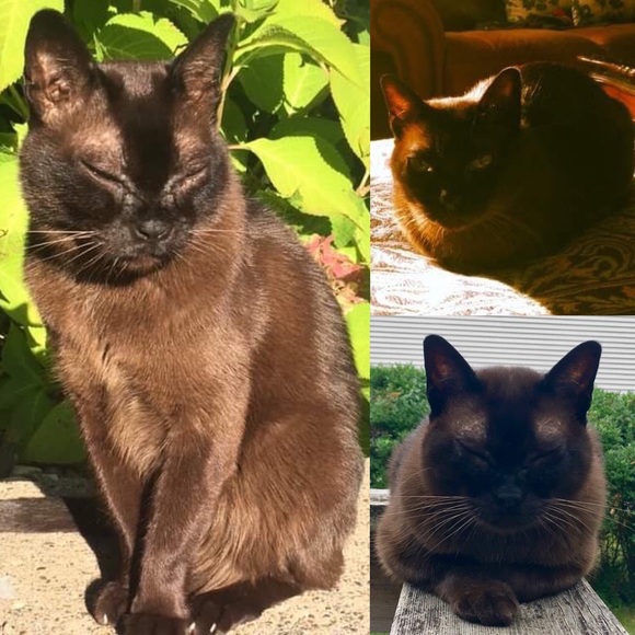 Meet your Posher ♡Ann♡Offers Welcome♡ - Picture 1 of 6